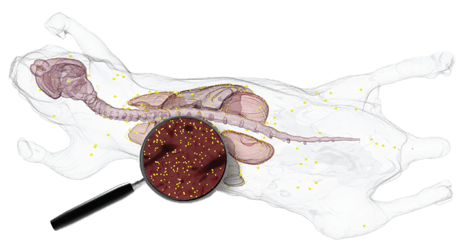 © 2026 BioInVision Inc.